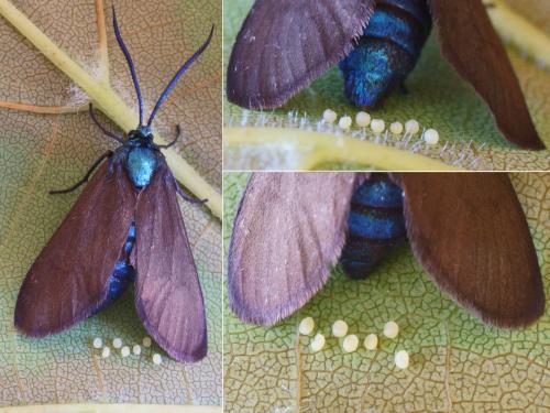 Theresimima ampellophaga